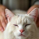 Relaxed cat being groomed