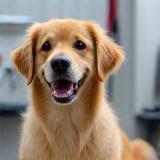 Well-groomed dog in studio
