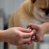 Technician trimming dog nails gently