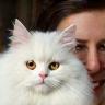 Anne and Poppy the Persian cat